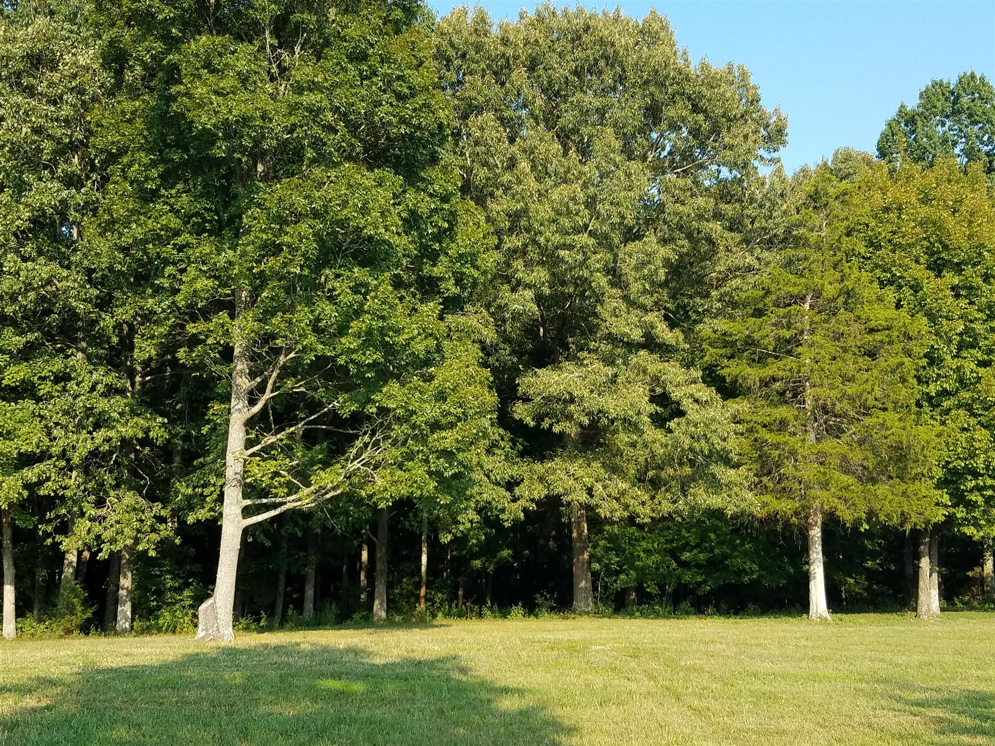 3 Barnhill Road Primm Springs, TN 38476 - Photo 7 of 8 a view of a yard with a trees