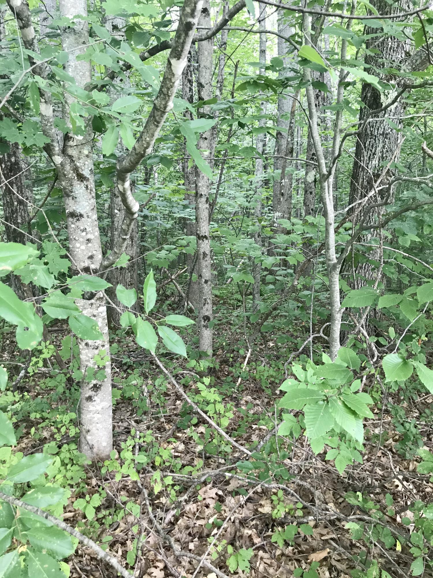 10 Map Road Brooks, ME 04921 - Photo 6 of 11 75A969E2-4634-48FD-9481-EC2BB02B3EF2