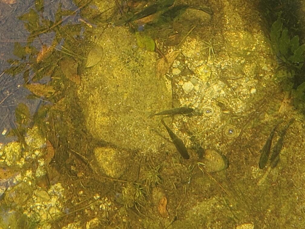 0 Hideaway Cove Road Beddington, ME 04622 - Photo 38 of 55 minnows in the pond