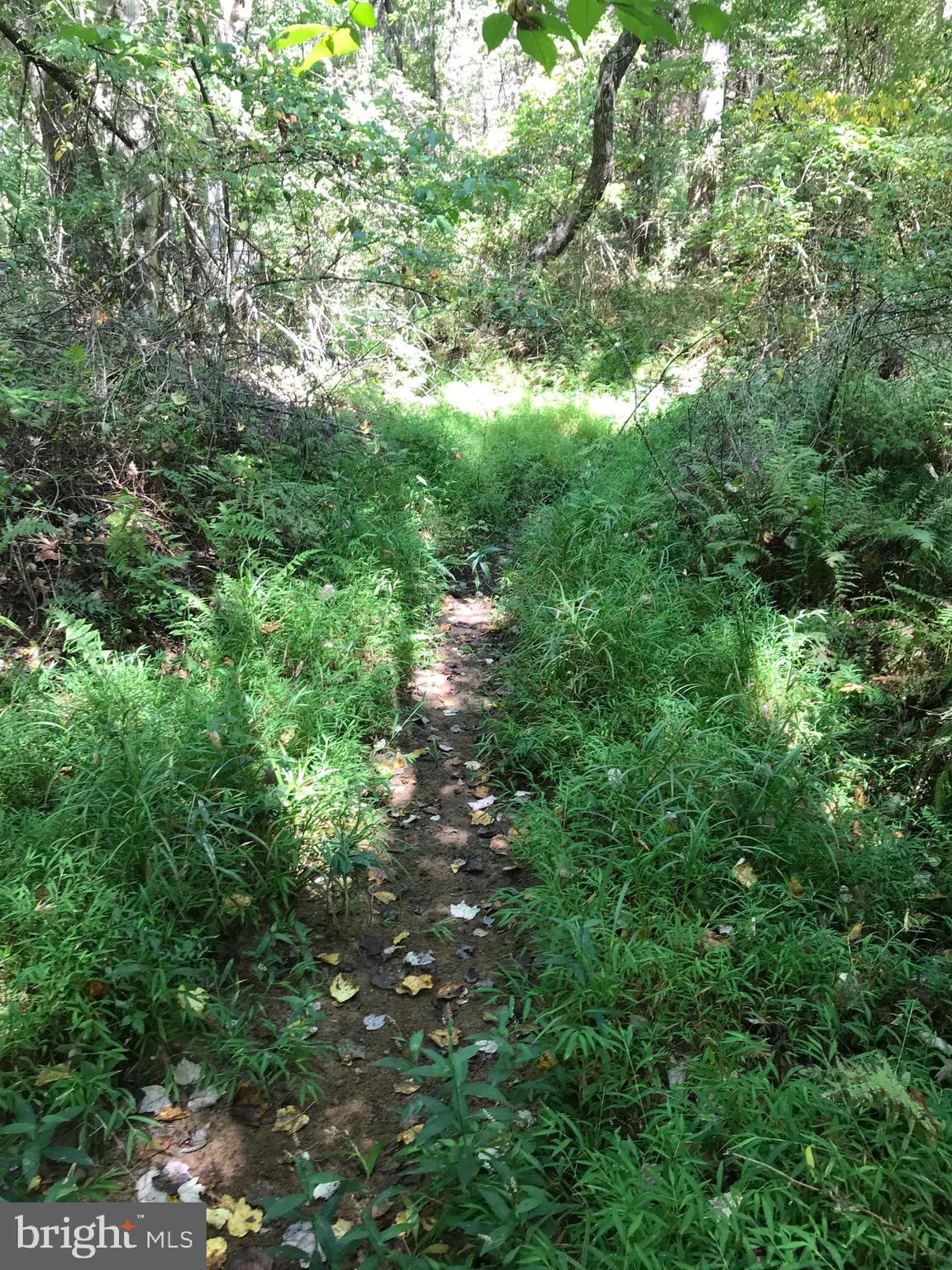 Lot 26 Snappers Trail Castleton, VA 22716 - Photo 3 of 10 SEASONAL CREEK BED