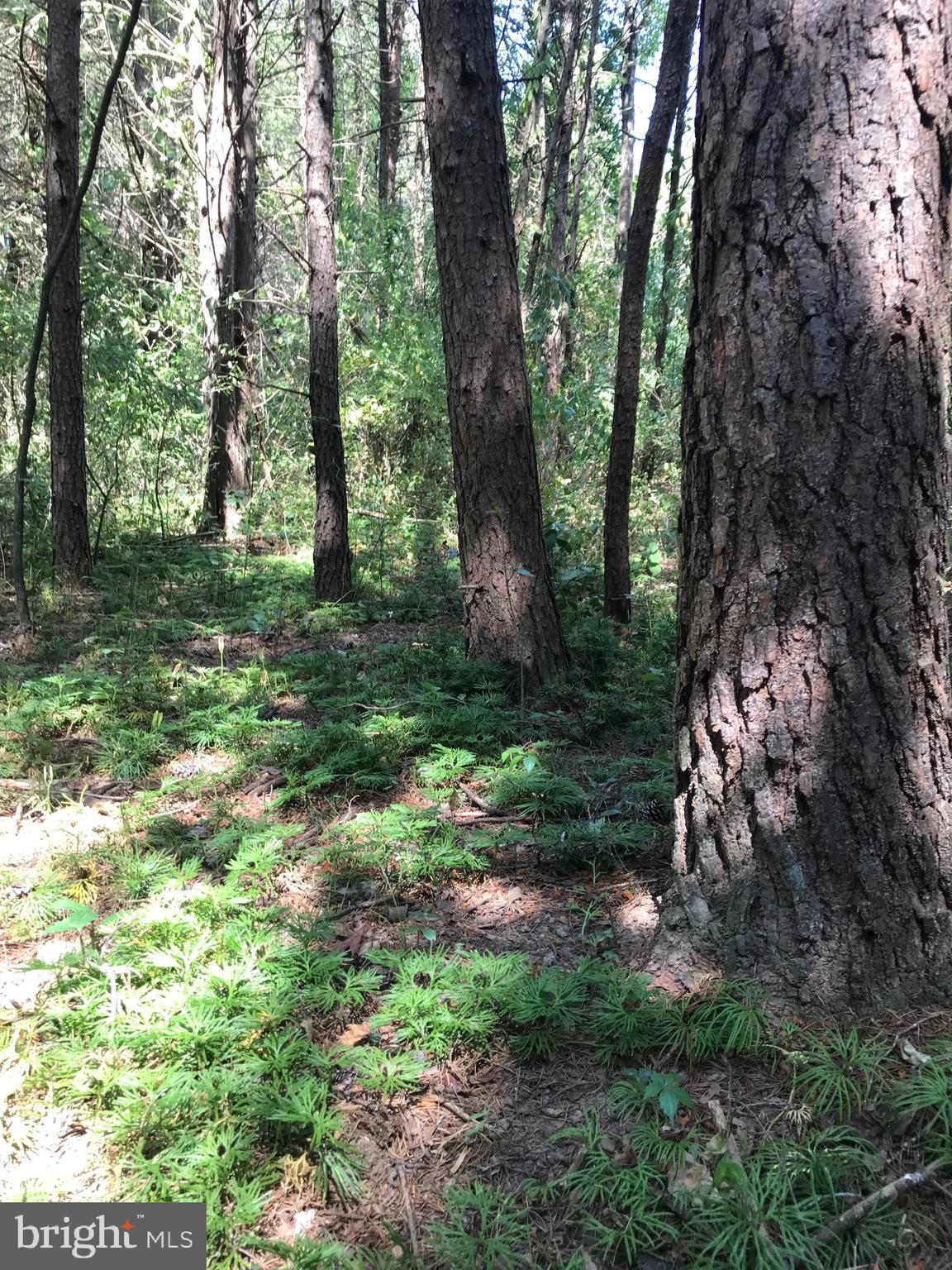 Lot 26 Snappers Trail Castleton, VA 22716 - Photo 4 of 10 MULTIPLE BUILDING SITES