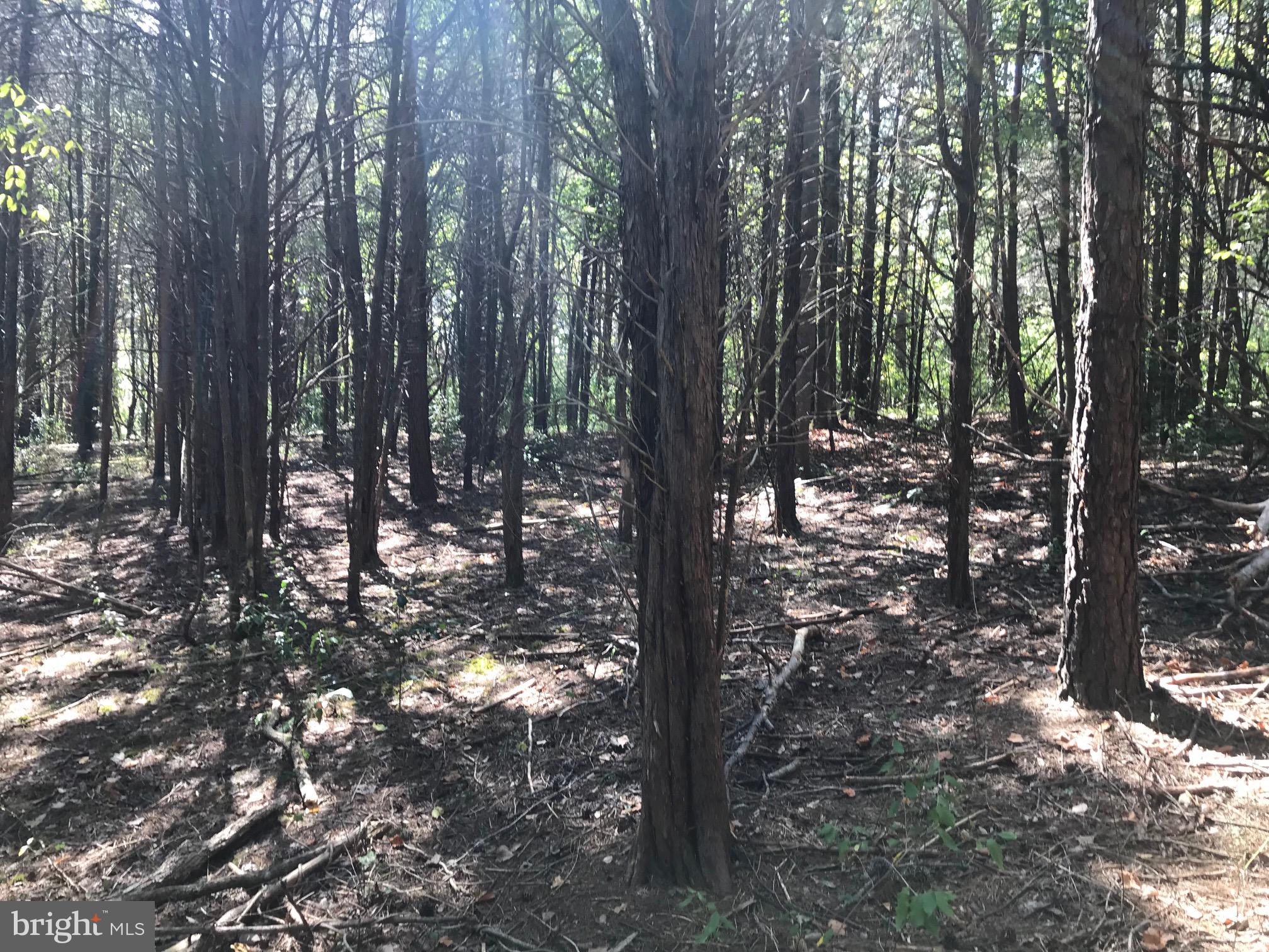 Lot 26 Snappers Trail Castleton, VA 22716 - Photo 8 of 10 PINES READY TO CLEAR