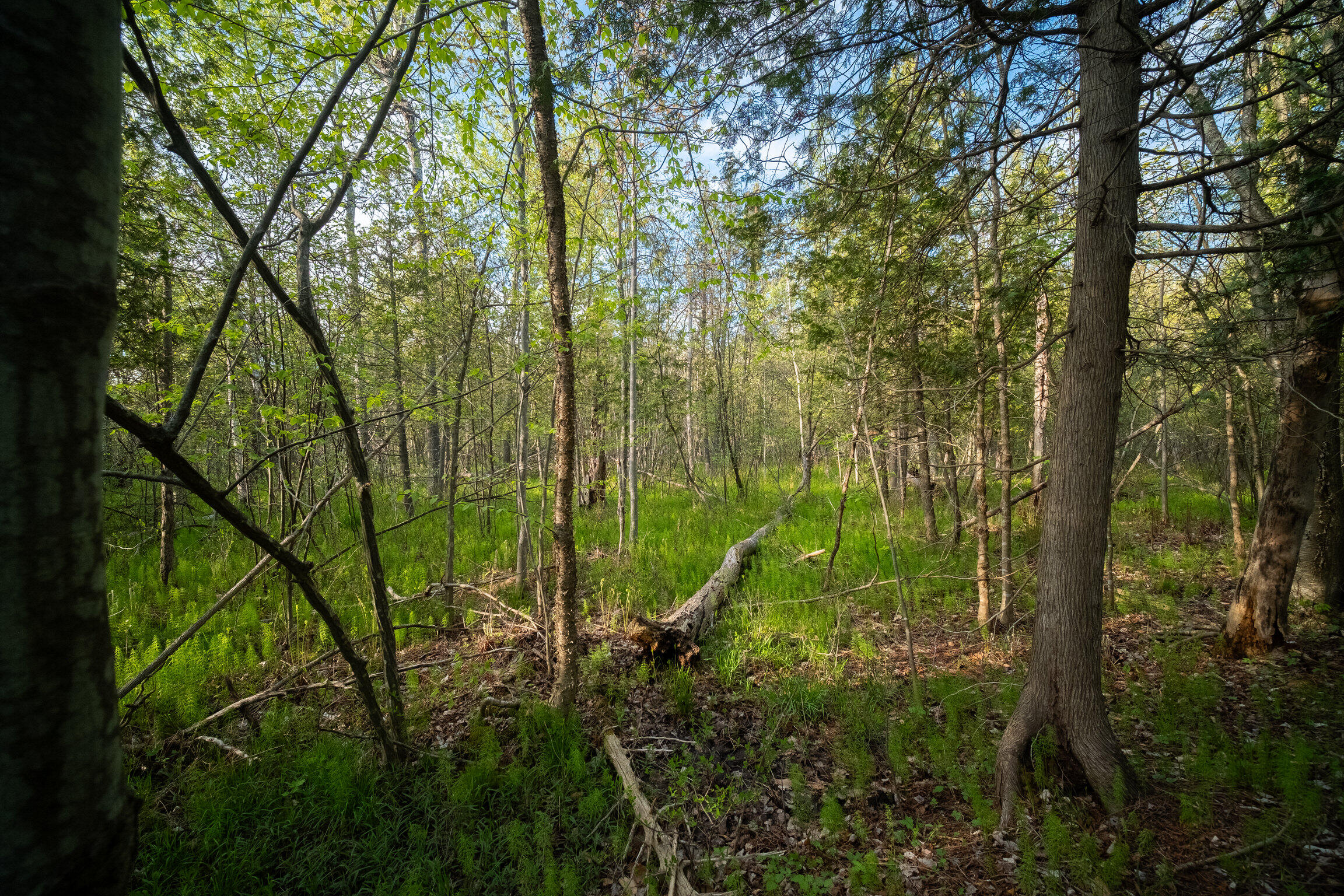 Chief Road Bear Lake, MI 49614 - Photo 11 of 31 Additional Photo