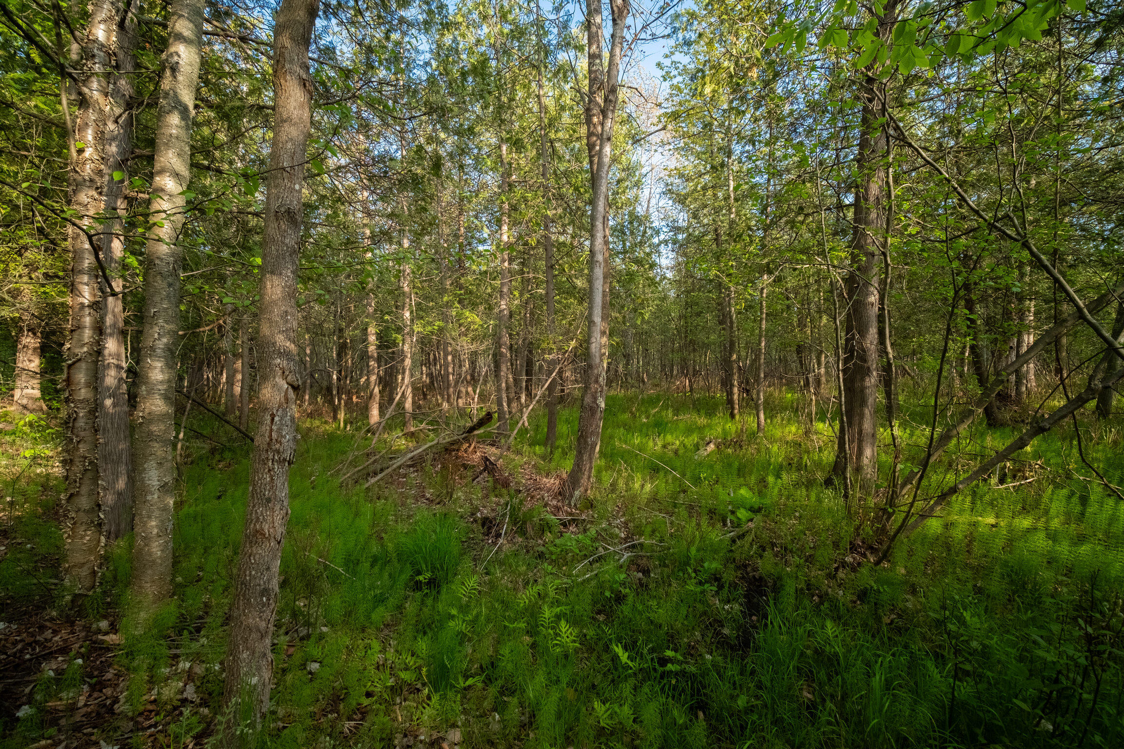 Chief Road Bear Lake, MI 49614 - Photo 12 of 31 Additional Photo
