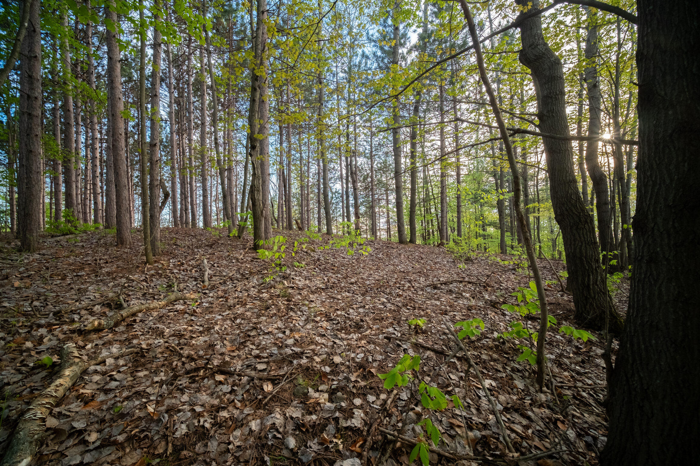 Chief Road Bear Lake, MI 49614 - Photo 20 of 31 Additional Photo