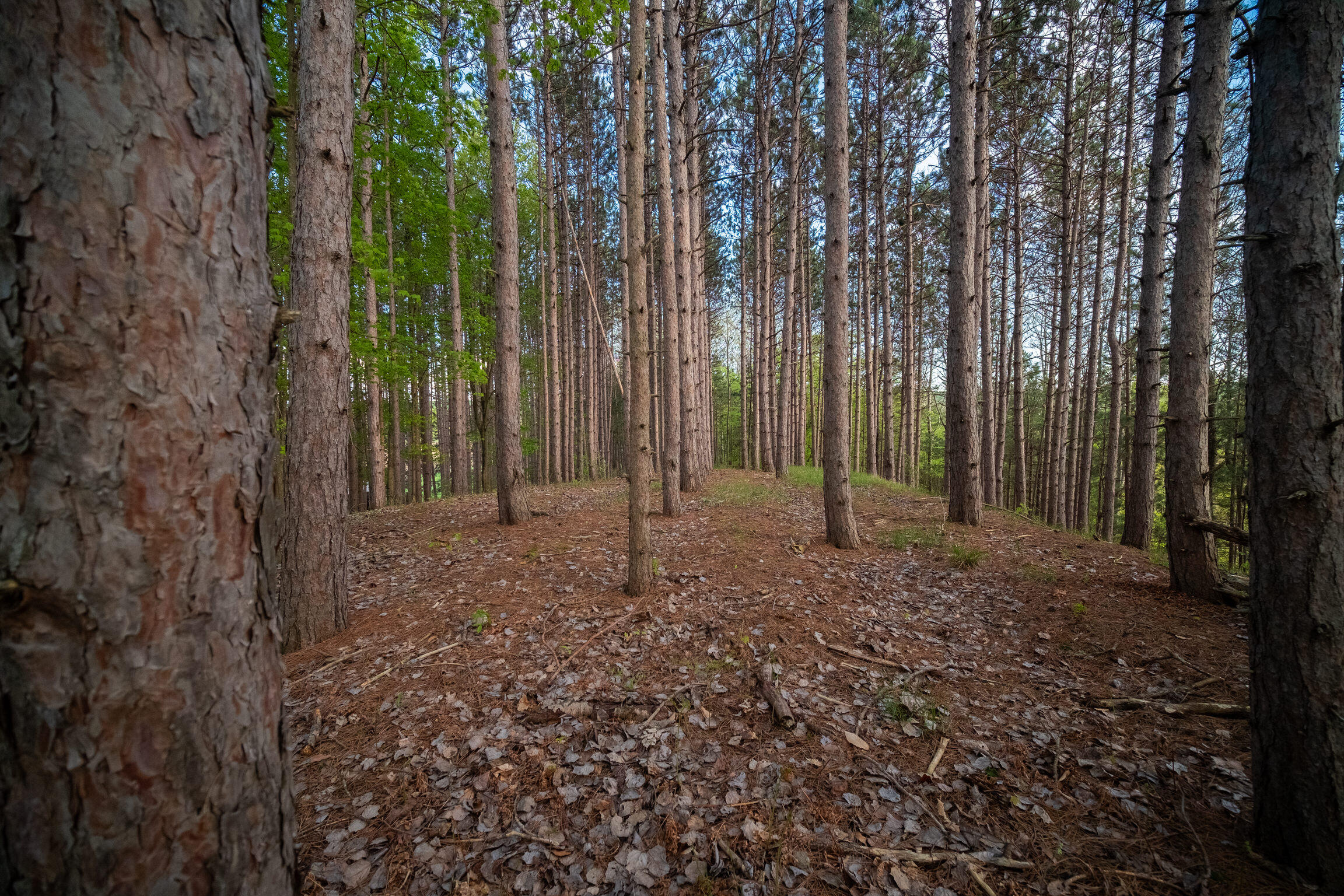 Chief Road Bear Lake, MI 49614 - Photo 21 of 31 Additional Photo