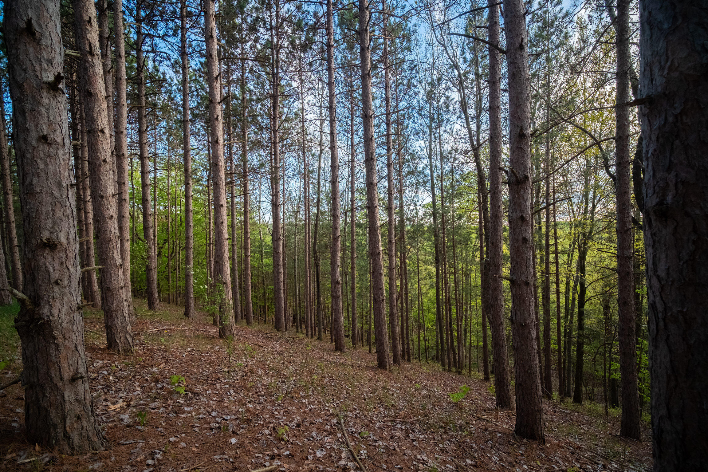 Chief Road Bear Lake, MI 49614 - Photo 22 of 31 Additional Photo