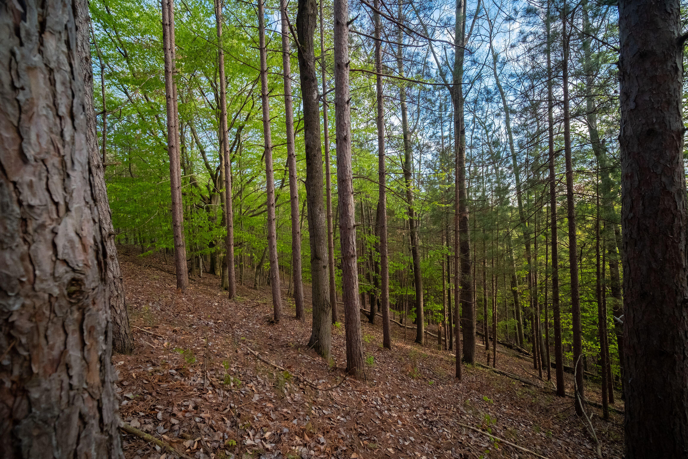 Chief Road Bear Lake, MI 49614 - Photo 23 of 31 Additional Photo
