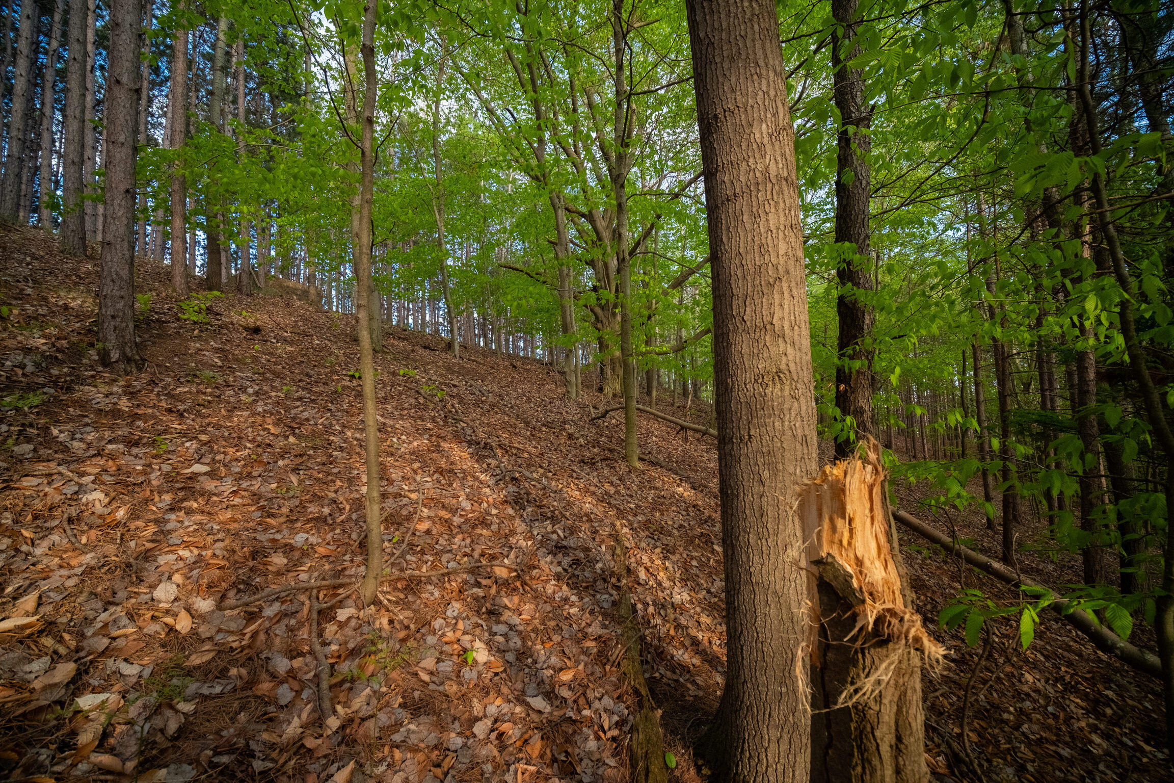 Chief Road Bear Lake, MI 49614 - Photo 24 of 31 Additional Photo