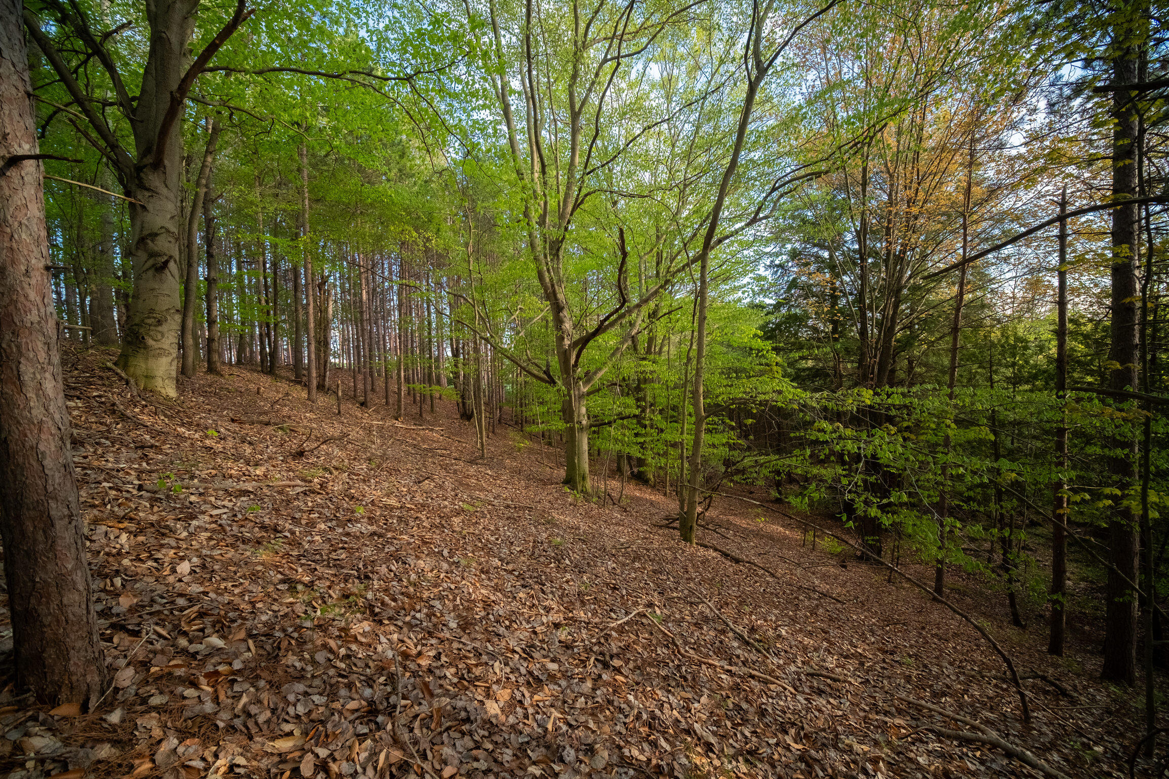 Chief Road Bear Lake, MI 49614 - Photo 25 of 31 Additional Photo