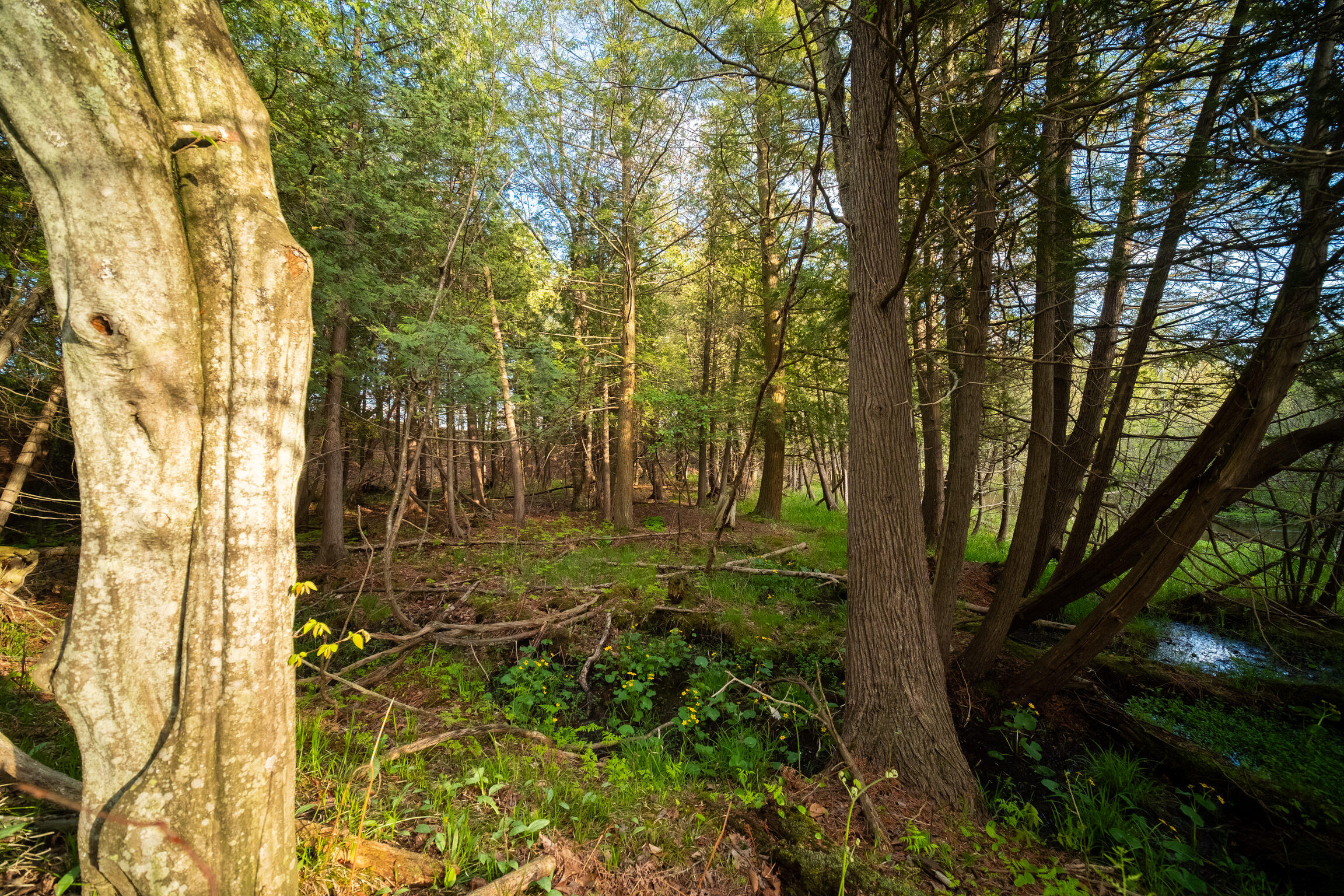 Chief Road Bear Lake, MI 49614 - Photo 28 of 31 Additional Photo