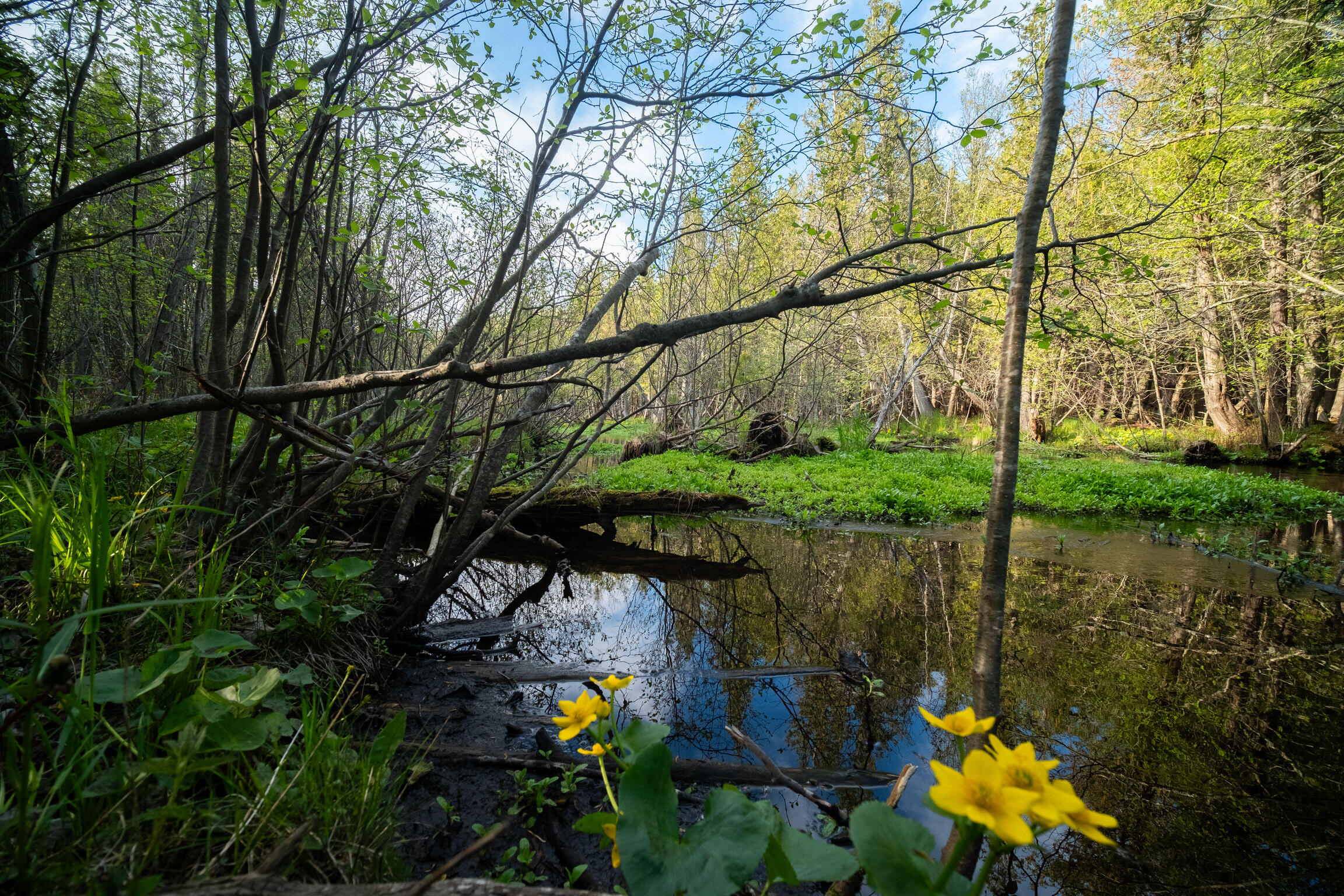 Chief Road Bear Lake, MI 49614 - Photo 5 of 31 Additional Photo