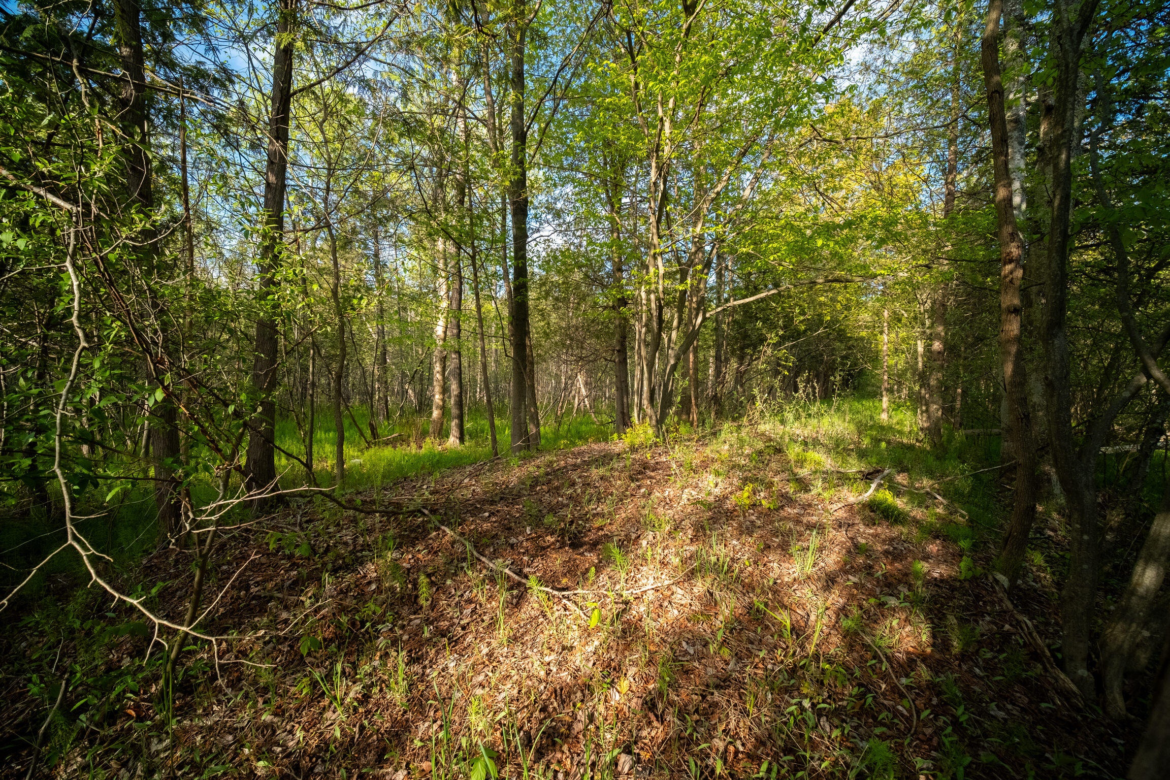 Chief Road Bear Lake, MI 49614 - Photo 10 of 31 Additional Photo