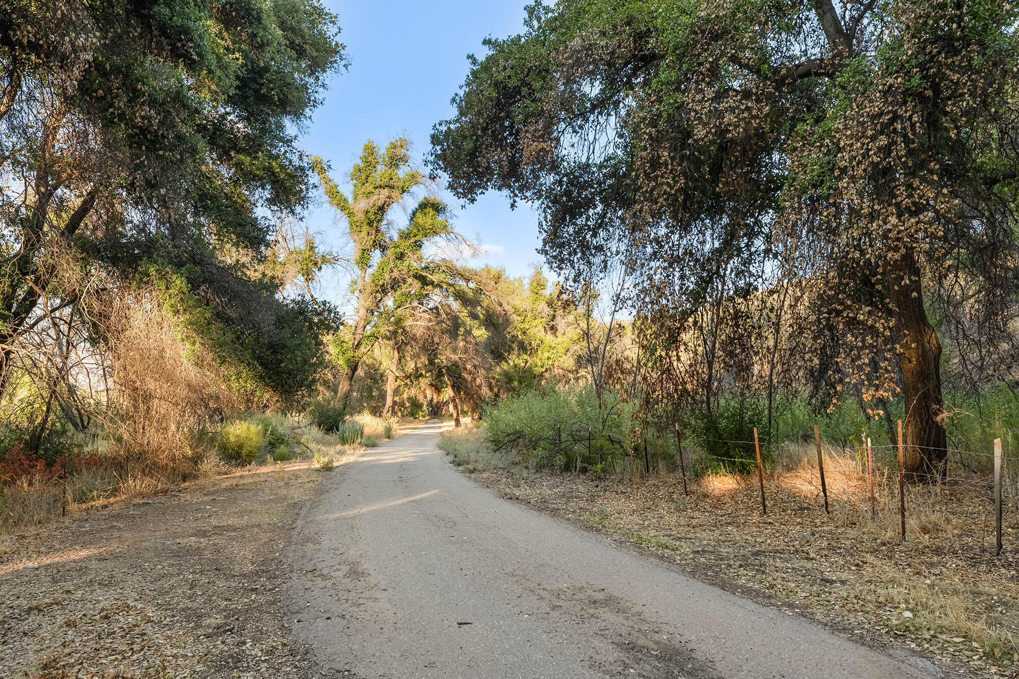 2170 Aliso Park Road New Cuyama, CA 93254 - Photo 64 of 71 a view of a yard with a tree