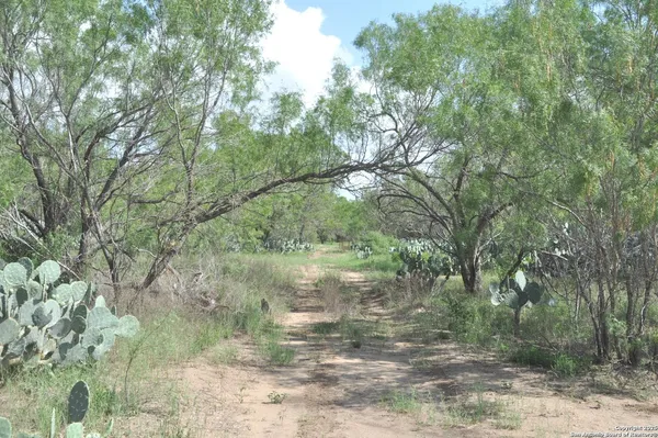 a view of a yard with a tree