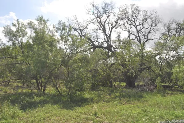 a view of a forest with trees in the background