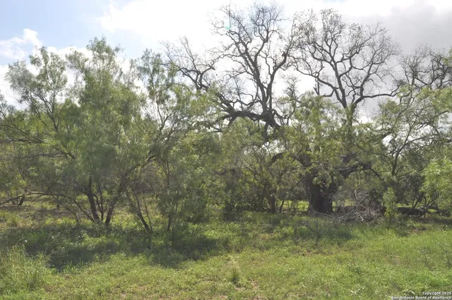 a view of a forest with trees in the background