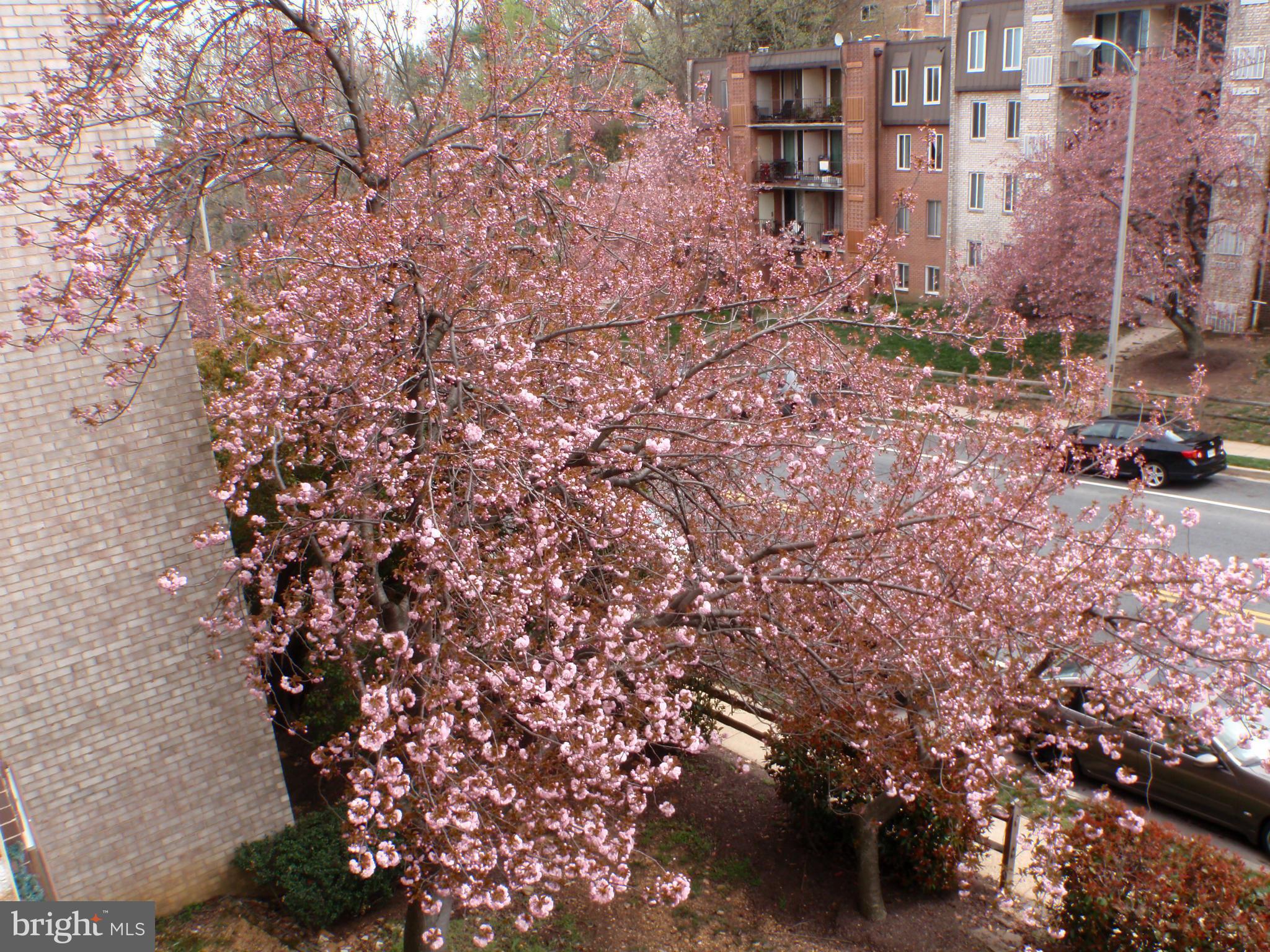 5017 7th Road South, Unit 202 Arlington, VA 22204 - Photo 24 of 26 Exterior (General)