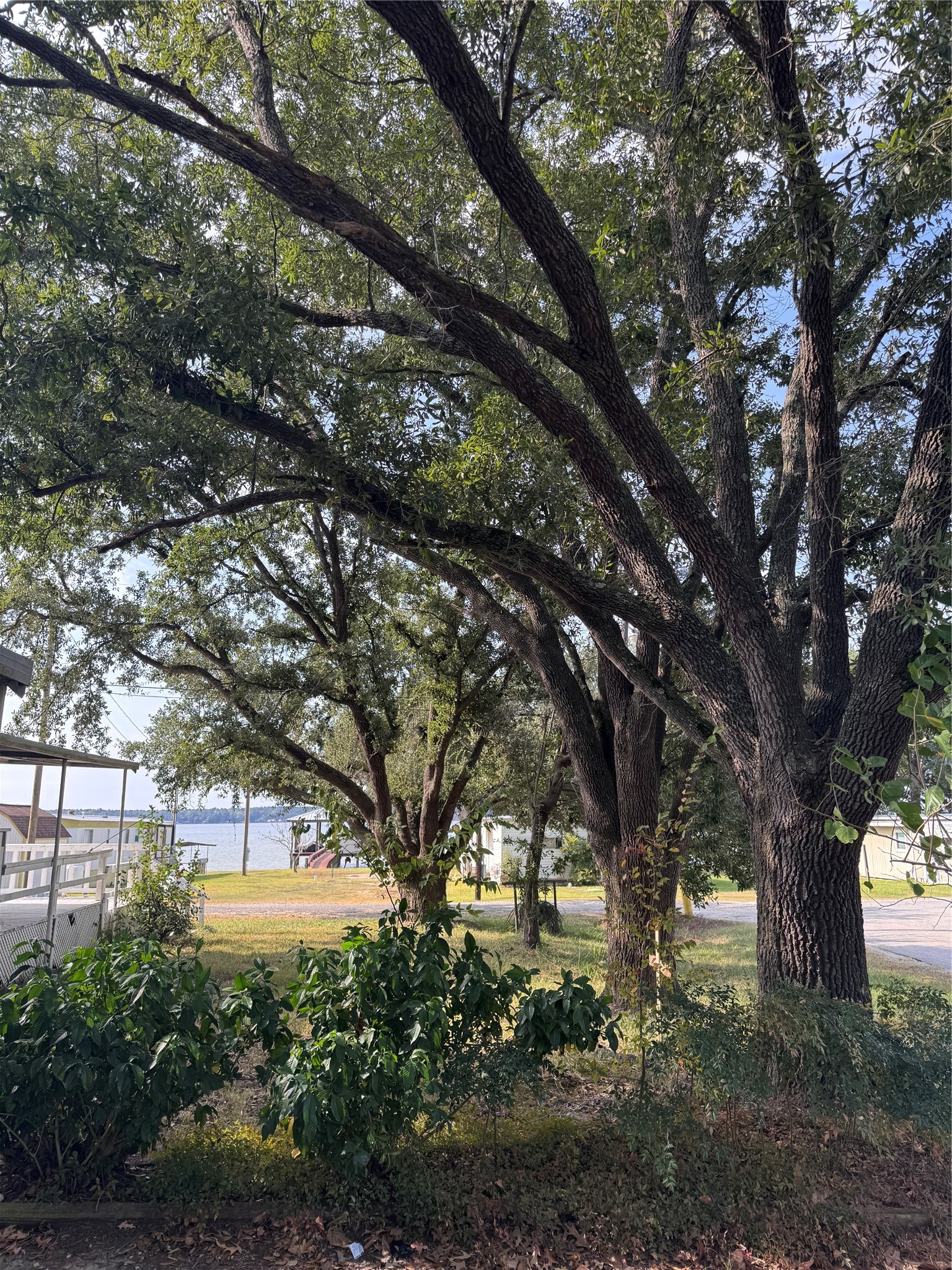 251 Ramp Way Trinity, TX 75862 - Photo 18 of 18 a view of a trees in a yard