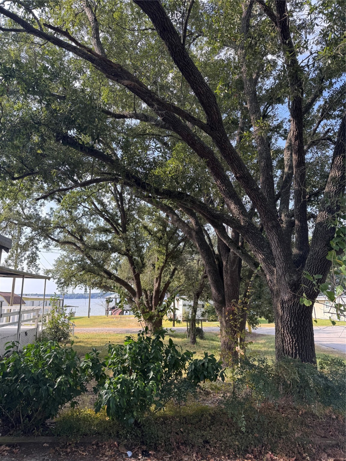 251 Ramp Way Trinity, TX 75862 - Photo 18 of 18 a view of a trees in a yard