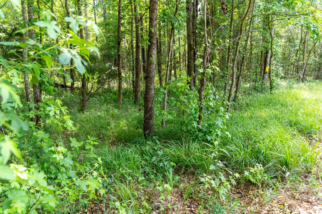 3 Comers Pond Road Pittsview, AL 36871 - Photo 31 of 51