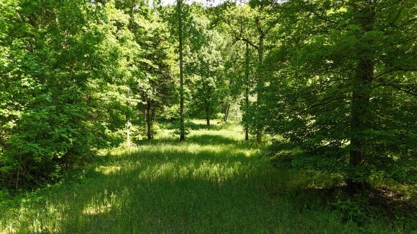 201 Post Road Waverly, TN 37185 - Photo 22 of 43 a view of yard