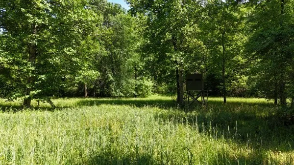 view of a lush green forest