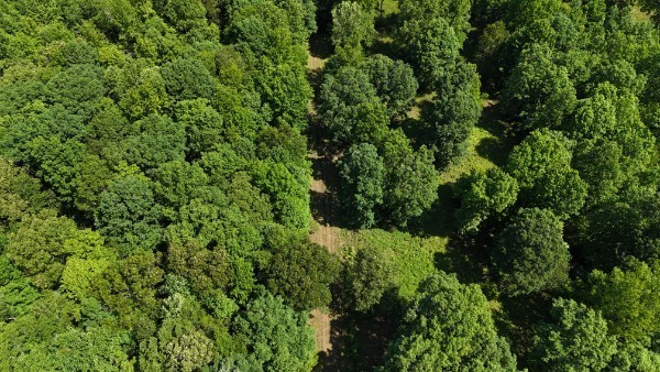201 Post Road Waverly, TN 37185 - Photo 32 of 43 view of a lush green forest