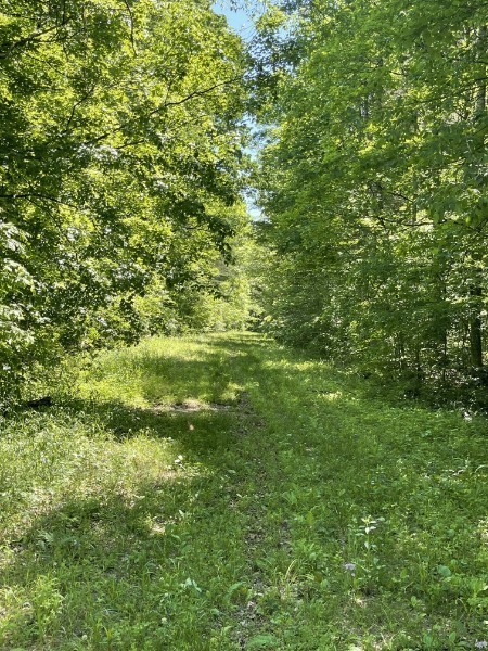201 Post Road Waverly, TN 37185 - Photo 9 of 43 a view of a big yard