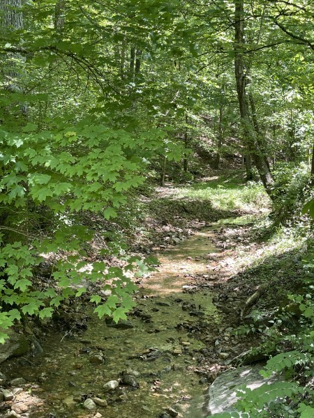 201 Post Road Waverly, TN 37185 - Photo 10 of 43 a view of a forest with a tree