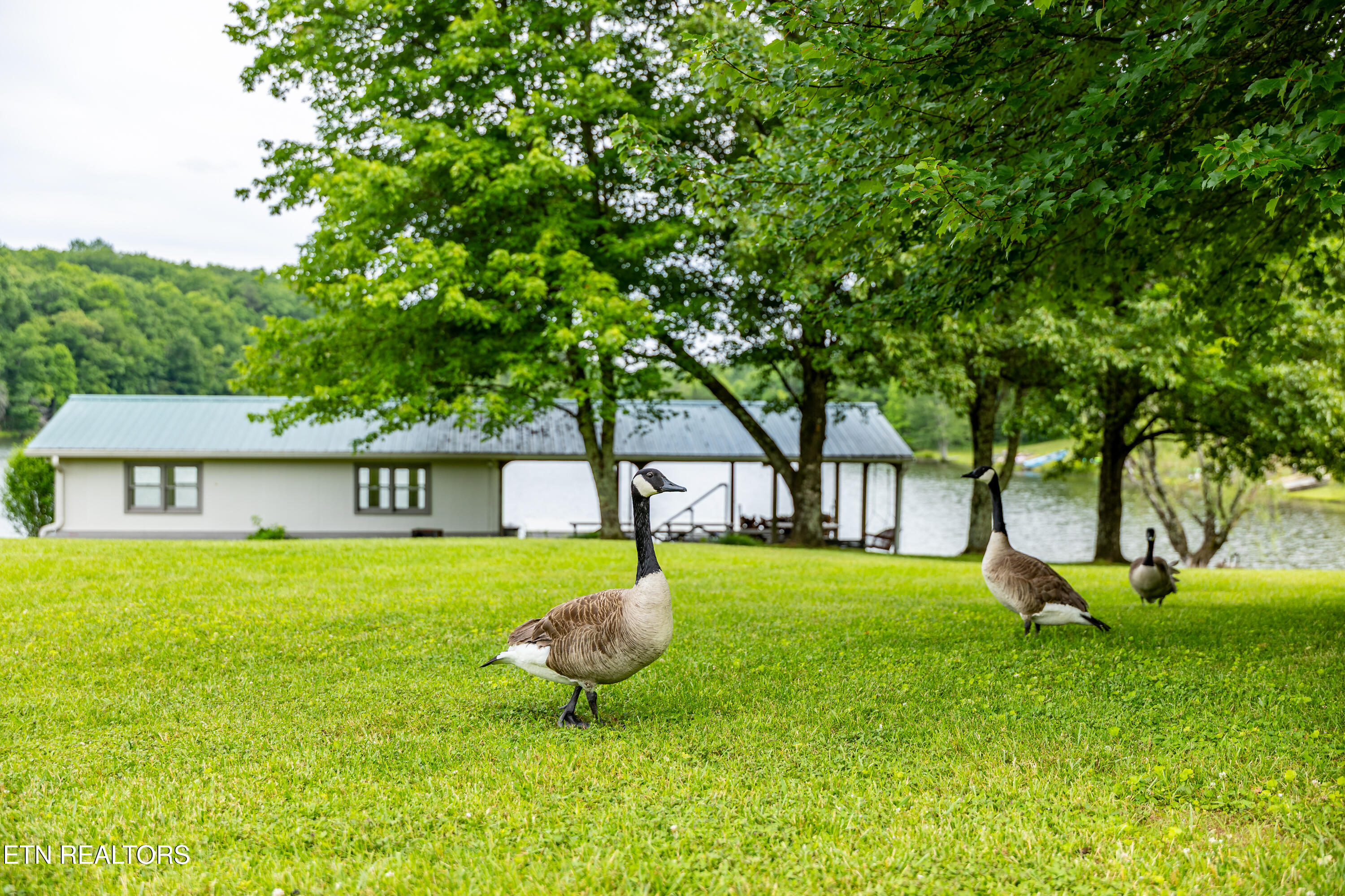 1152 Brier Branch Road Graysville, TN 37338 - Photo 46 of 49 Resident Geese