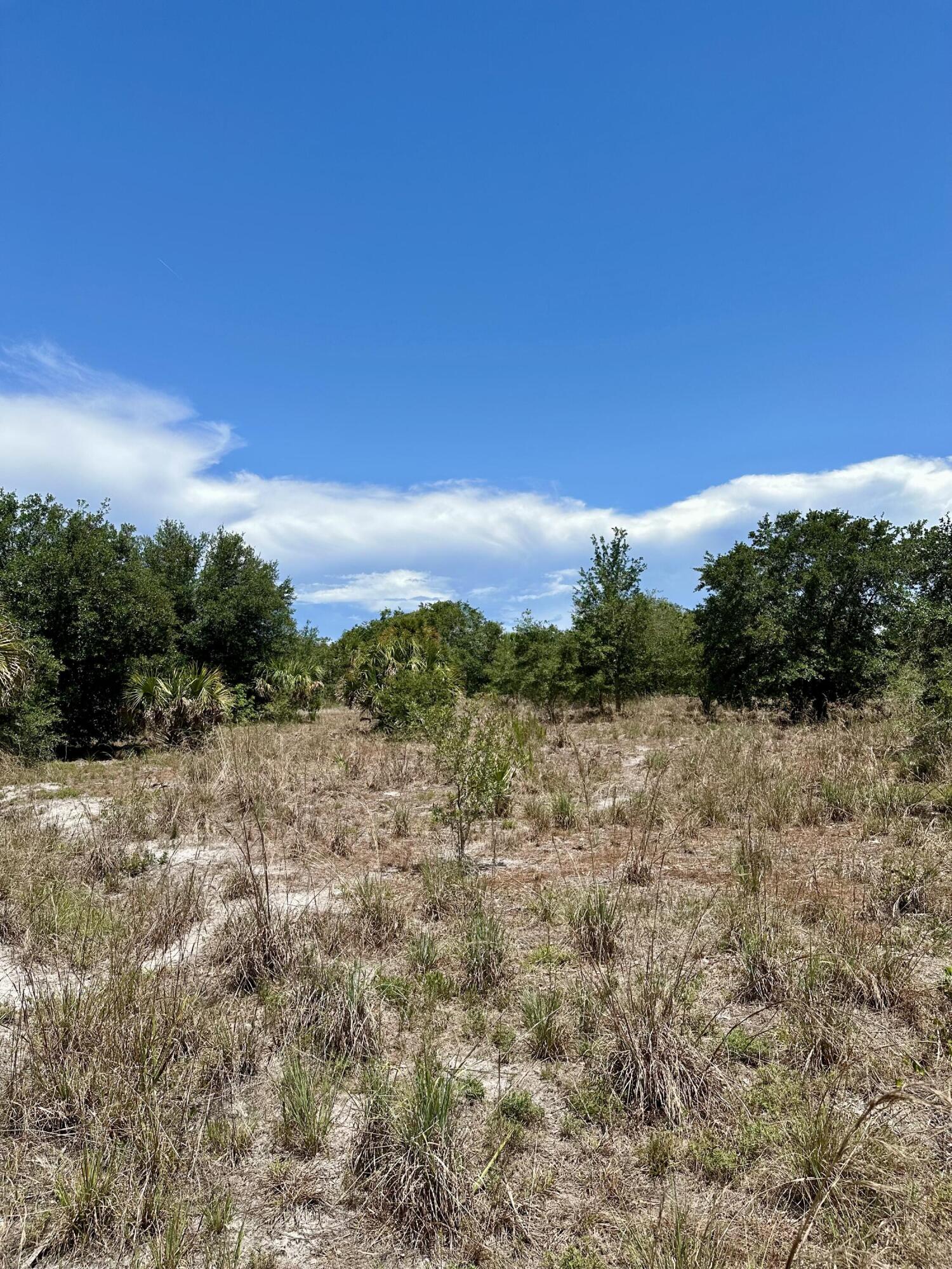 1701 Cabbage Wood Road Okeechobee, FL 34974 - Photo 13 of 16 a view of a yard with a tree