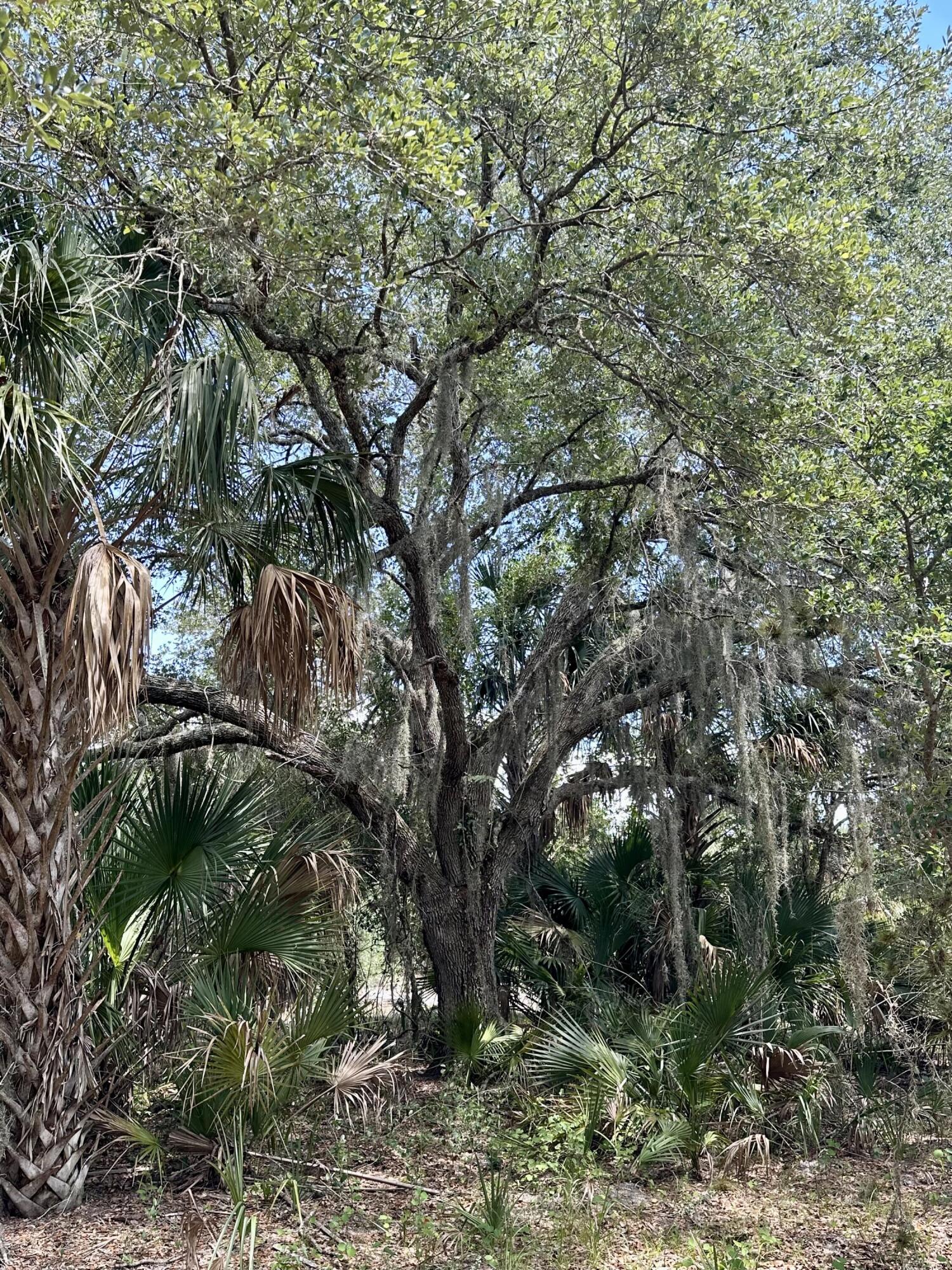 1701 Cabbage Wood Road Okeechobee, FL 34974 - Photo 2 of 16 a view of tree