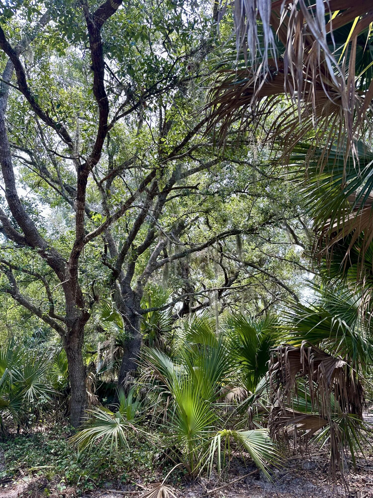 1701 Cabbage Wood Road Okeechobee, FL 34974 - Photo 5 of 16 a backyard of a house with lots of trees