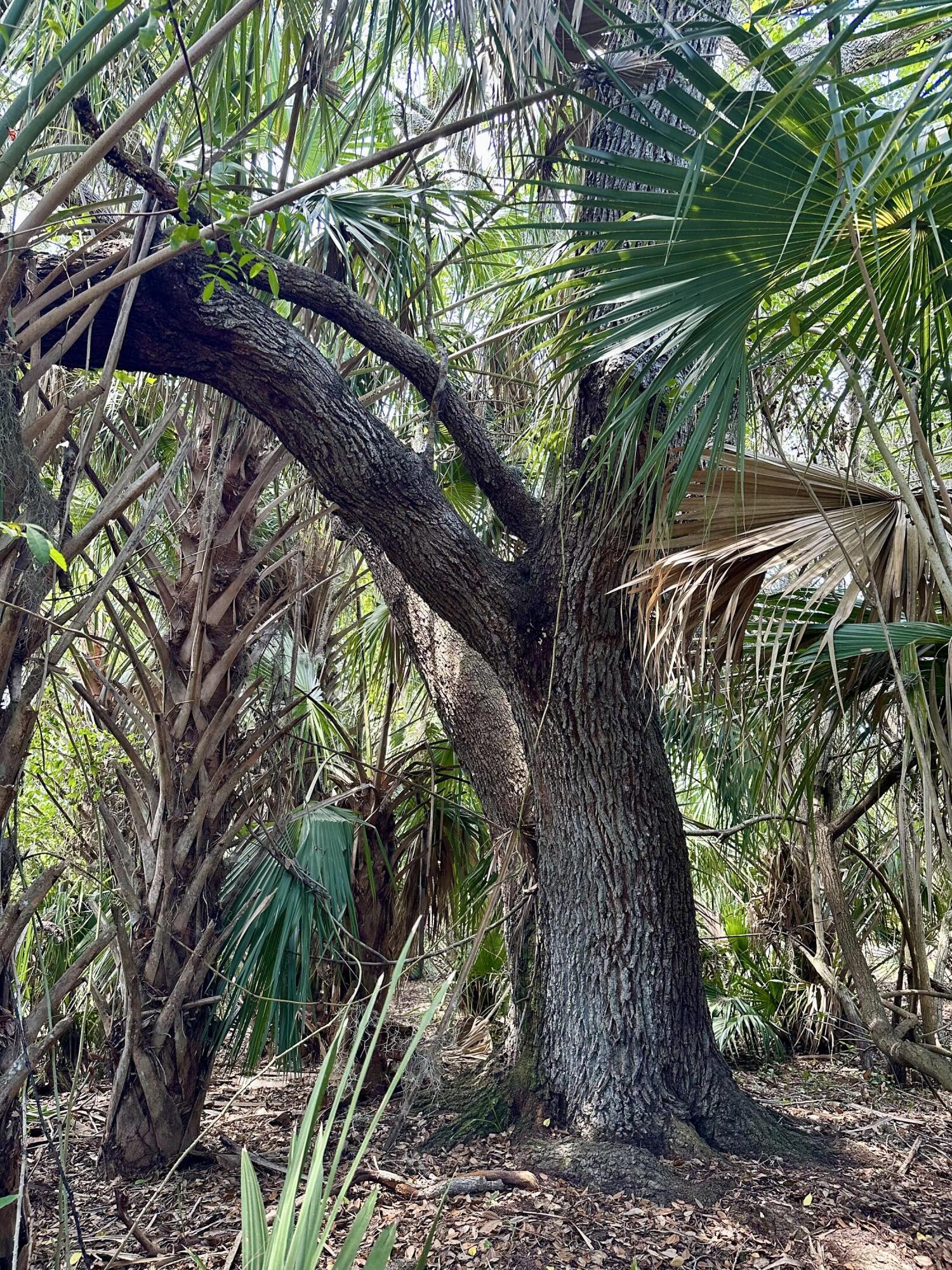 1701 Cabbage Wood Road Okeechobee, FL 34974 - Photo 7 of 16 a view of tree in a yard