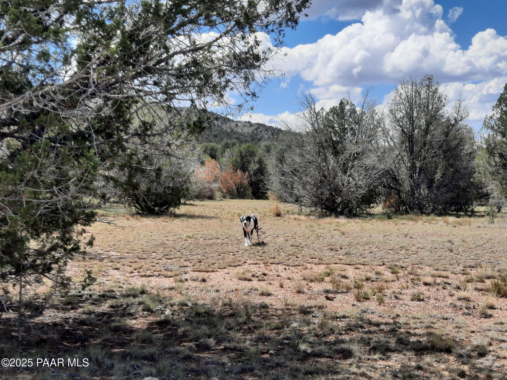 342 Dragons Nest Road Seligman, AZ 86337 - Photo 9 of 14 20250718_142316