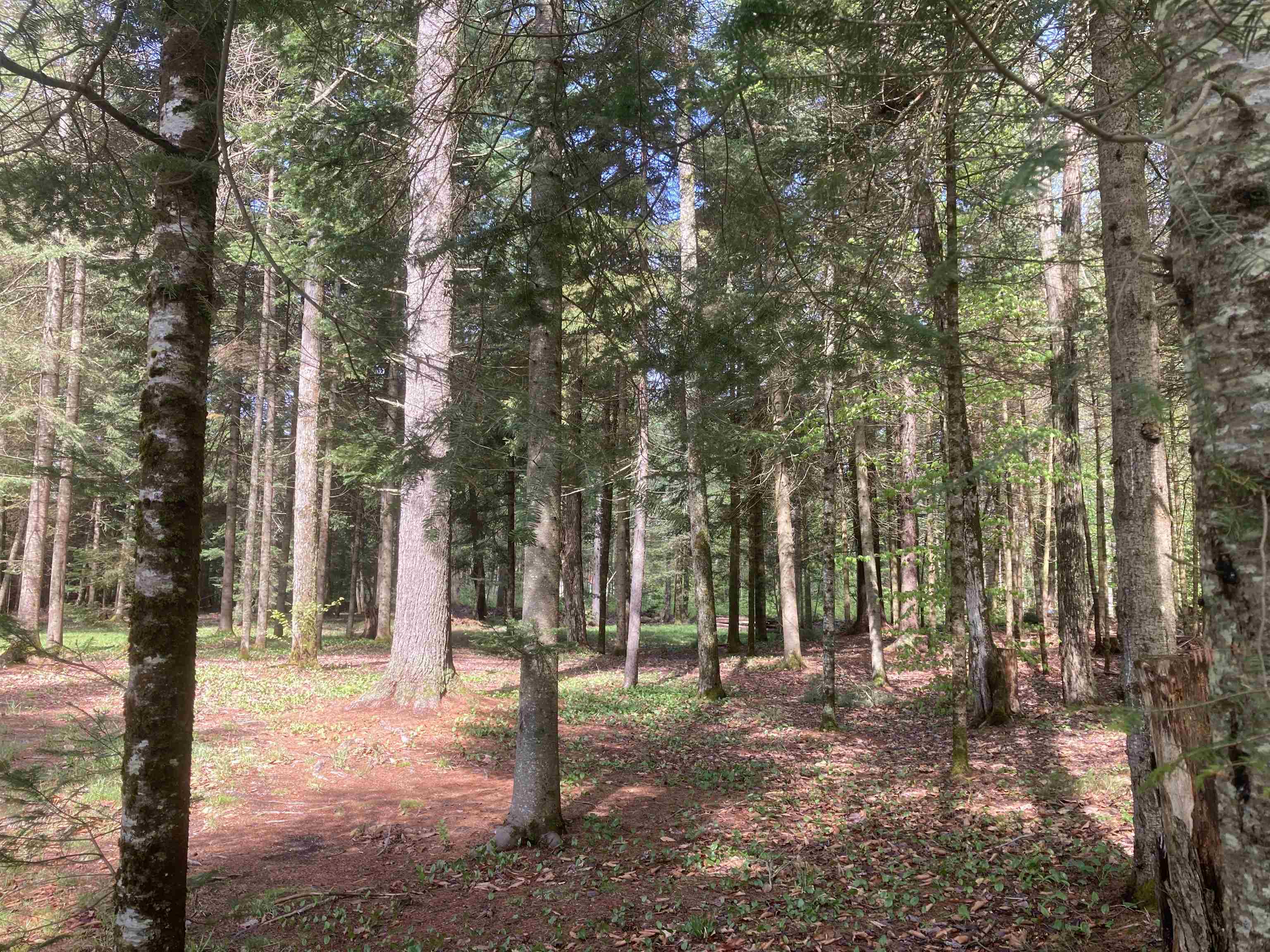 267 Camp Road Eden, VT 05653 - Photo 8 of 15