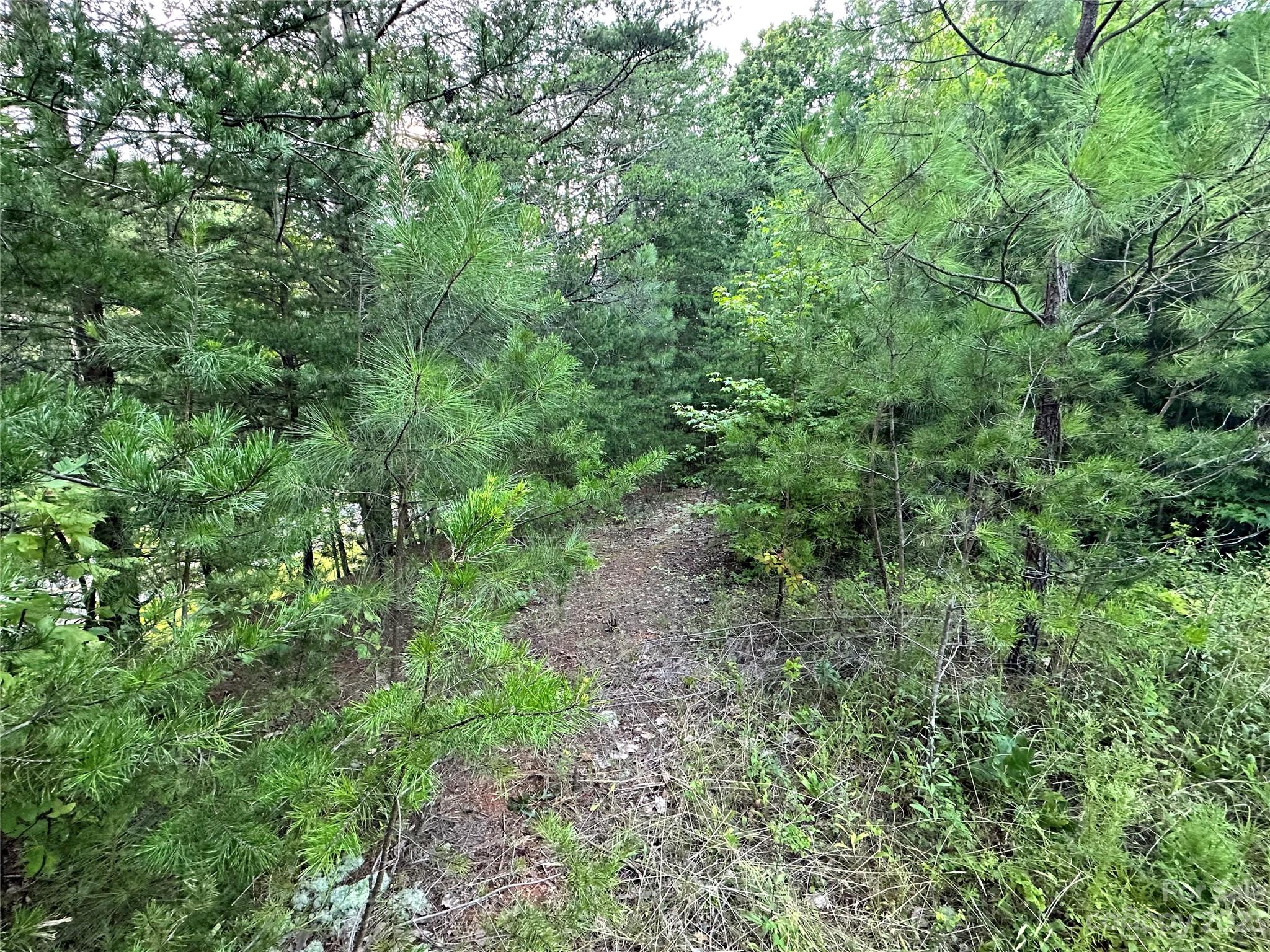 0 South Mountain Road Bostic, NC 28018 - Photo 4 of 12 a view of a lush green forest