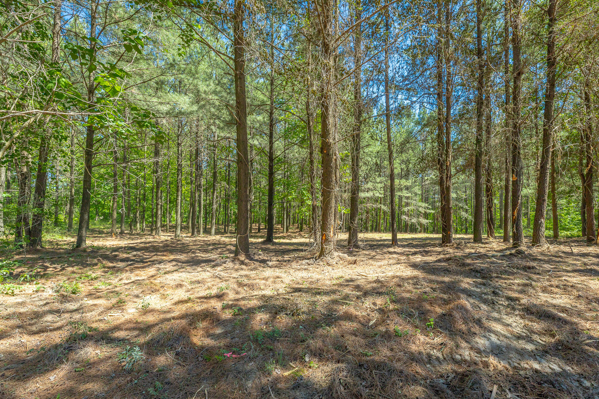 0 Split Rail Way, Unit 1349 Guild, TN 37340 - Photo 11 of 108 0 Split Rail Way - Lot 1349 HD-59