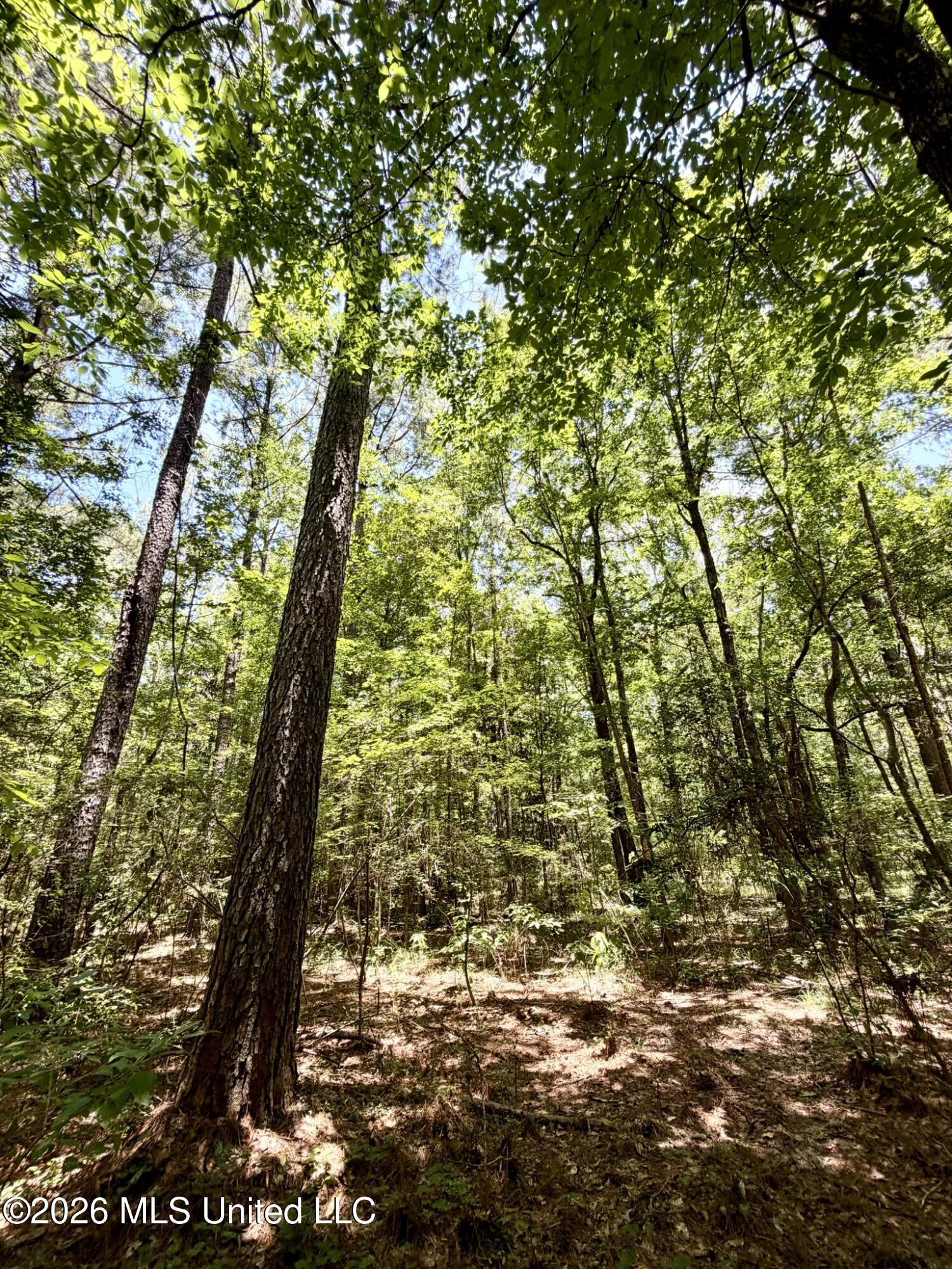 2497 Linfrank Line Drive Southwest Smithdale, MS 39664 - Photo 13 of 14 IMG_0726