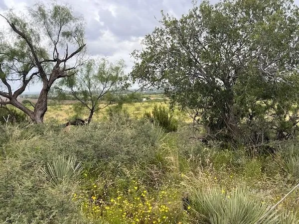 a view of tree covered with large trees