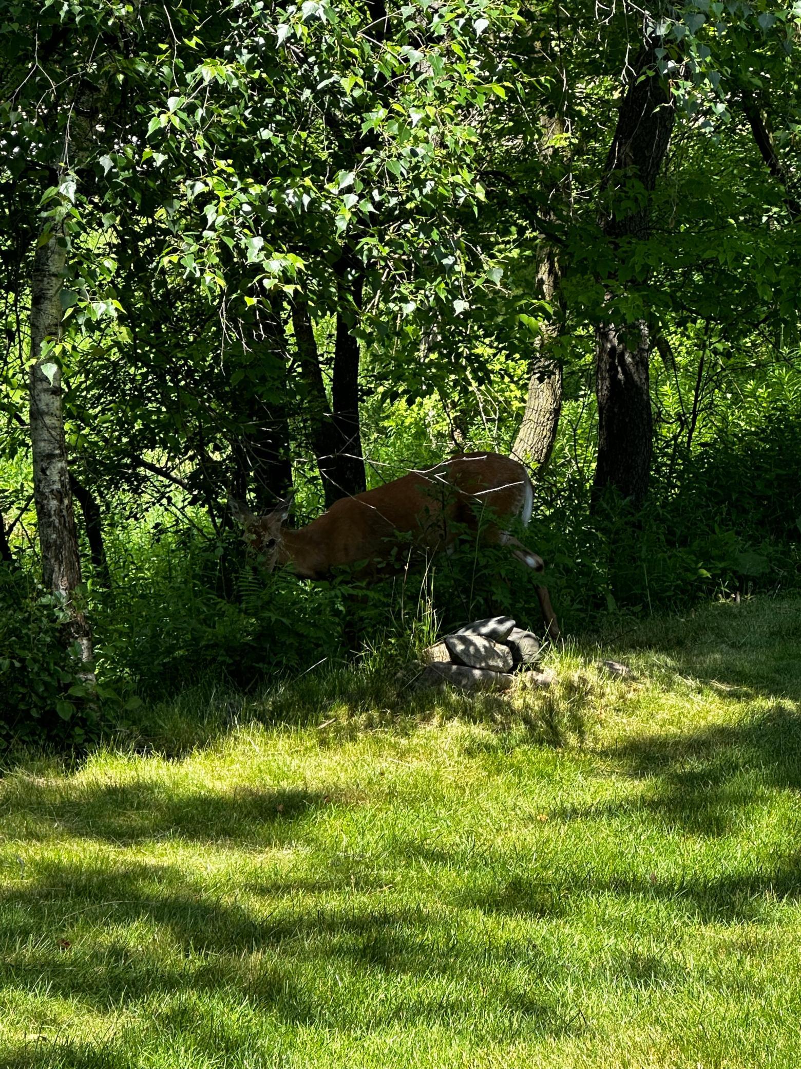 561 Deer Ridge Lane South Maplewood, MN 55119 - Photo 43 of 60