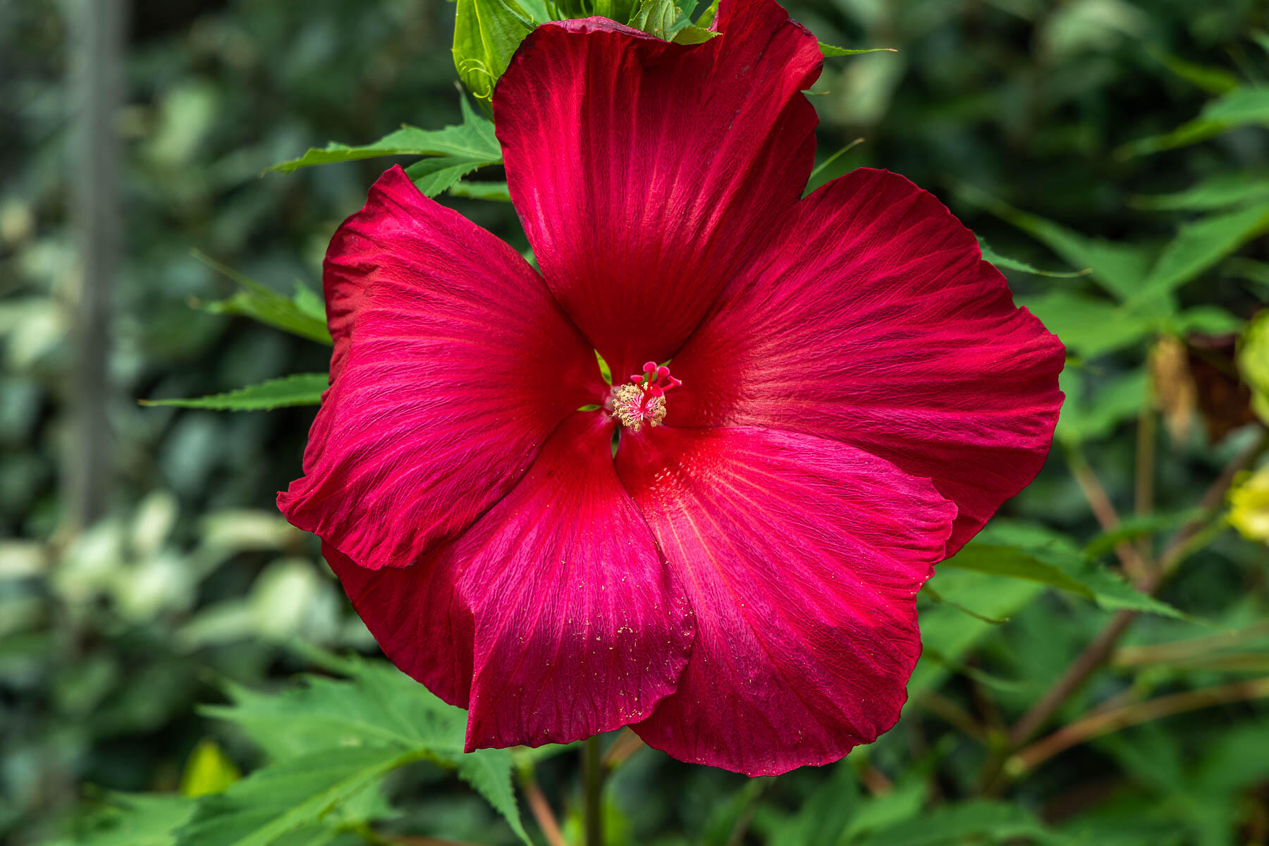 42 Inman Road Dennis Port, MA 02639 - Photo 41 of 51 Garden Hibiscus