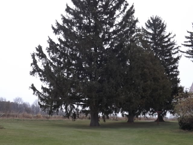 589 2 Mile Road Blanchard, MI 49310 - Photo 73 of 76 1840654-72.JPG