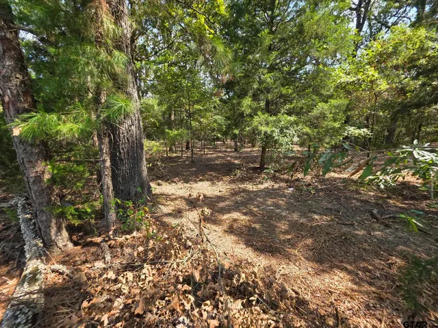 a view of a tree in the middle of a yard