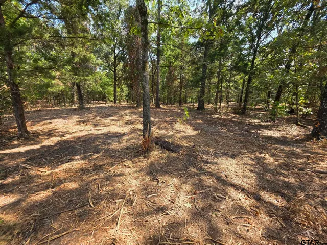a view of a forest with trees
