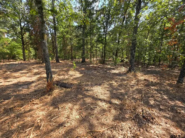 a view of a forest with trees in the background