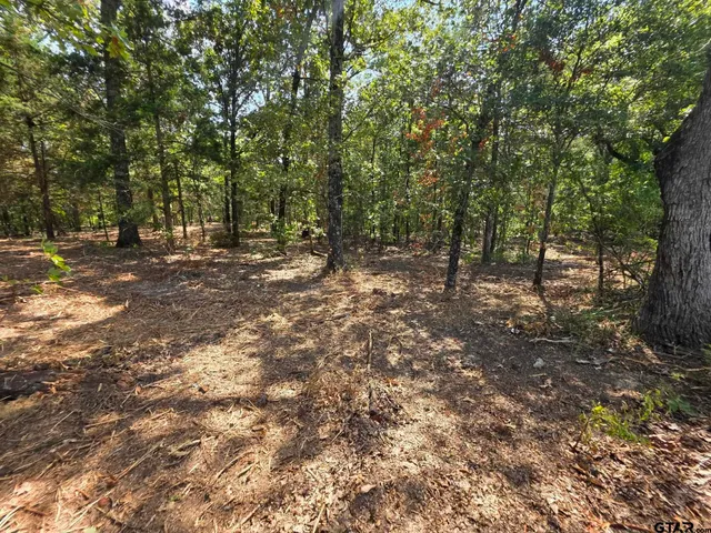 a view of a forest with trees in the background