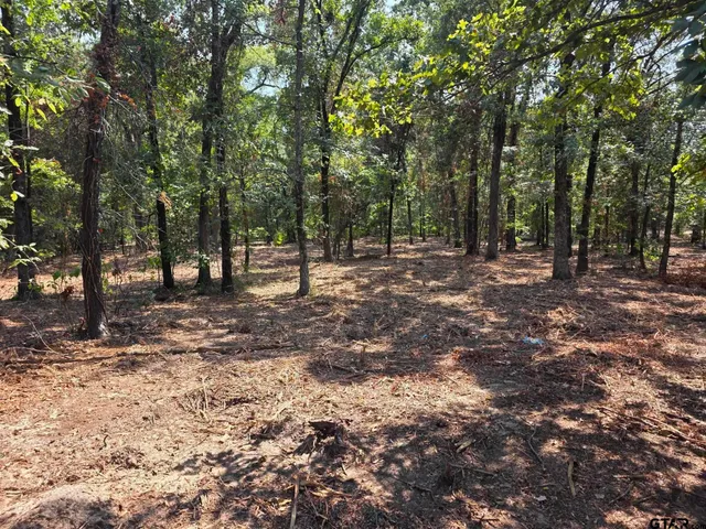 a view of a forest with trees in the background