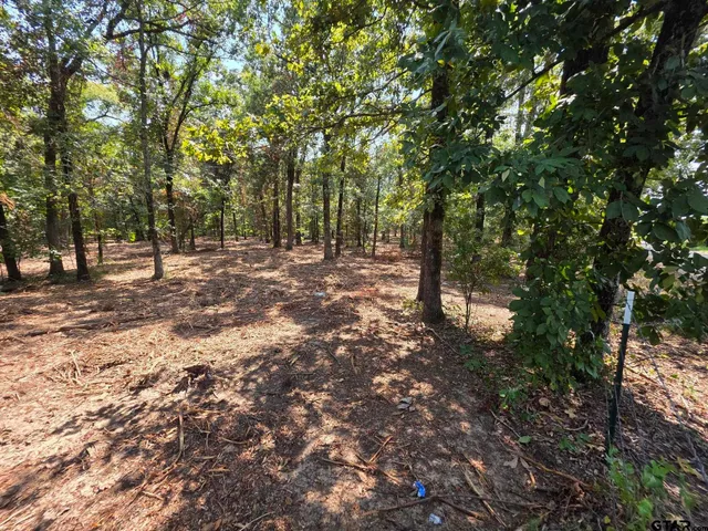 a view of a forest with trees in the background